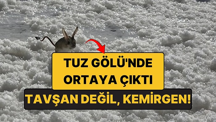 Tuz Gölü'nde Ne Olduğunu Bilemedikleri Bir Hayvan Çıktı: Kanguru Gibi Zıplayan Arap Tavşanı