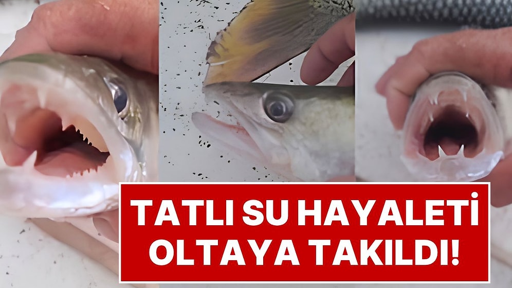 Keban Barajı'nda Oltaya Takıldı: 'Tatlı Su Hayaleti' Sudak Balığının Sivri Dişleri Görenleri Şaşırttı