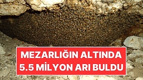 Mezarlıkta Yürüyüşe Çıktı: Toprağın Altında 5,5 Milyon Arı Buldu