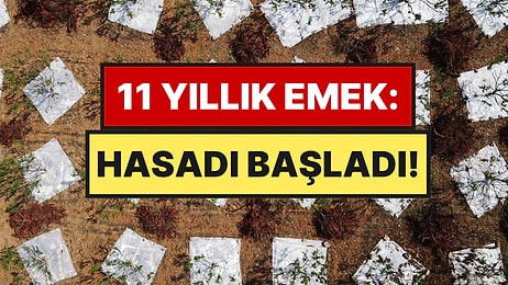 11 Yıl Sonra Hasat Ettiler: Altın Damlayan Ağaç Üreticinin Yeni Gelir Kapısı Oldu