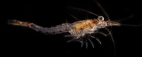 Karidesler, kokanee somonlarına yeni bir besin kaynağı olsun diye bölgeye getirildi.