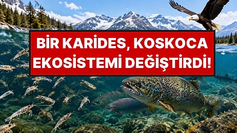 Balıklara Yem Olsun Diye Getirdikleri Karidesler Gölün Besin Zincirini Altüst Etti