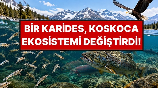 Balıklara Yem Olsun Diye Getirdikleri Karidesler Gölün Besin Zincirini Altüst Etti