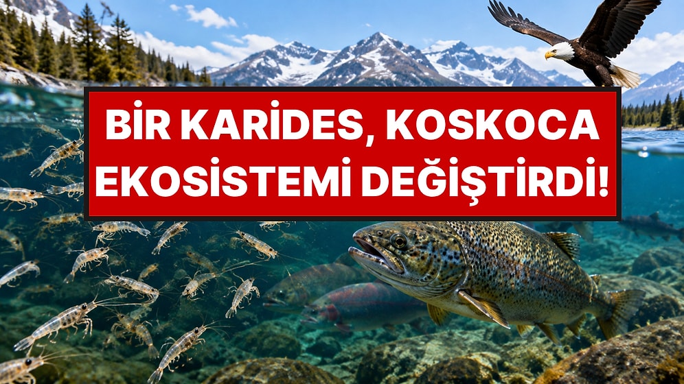 Balıklara Yem Olsun Diye Getirdikleri Karidesler Gölün Besin Zincirini Altüst Etti
