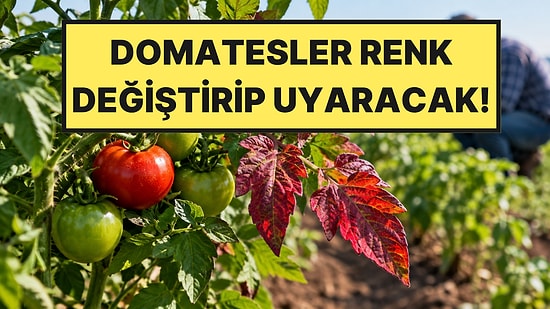 Domatesler Renk Değiştirerek Çiftçiye Sinyal Verecek: Tarlalarda Yeni Dönem