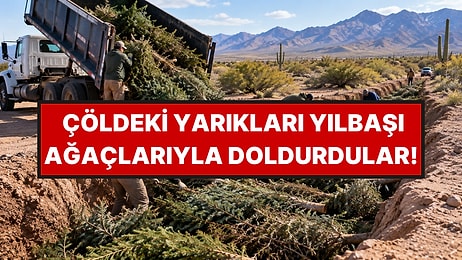 Yüzlerce Metrelik Yarığı Yılbaşı Ağaçlarıyla Doldurdular: 4 Yılda Sonuç Aldılar