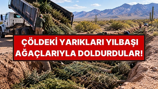 Kullanılmış Yılbaşı Ağaçlarını Çölde Kullandılar!