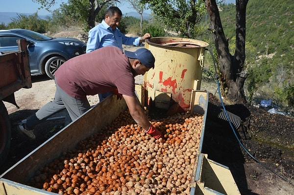 İlçede ceviz üretimi ve fidan yetiştiriciliği yapan Halis Yılmaz, bu yılki tablodan memnun olduklarını belirterek süreci şu sözlerle değerlendirdi: