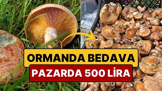 Ormandan Toplayıp Pazarda 500 Liraya Satıyorlar: Birçok Kişinin Ekmek Kapısı