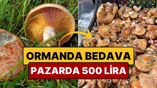 Ormandan Toplayıp Pazarda 500 Liraya Satıyorlar: Birçok Kişinin Ekmek Kapısı