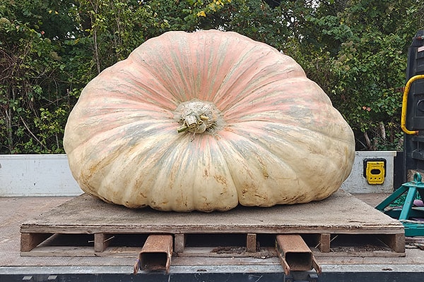 Dünyanın En Ağır Bal Kabağı Tam 1.295,8 Kilo