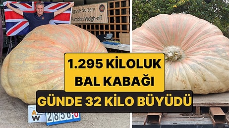 Günde 32 Kilo Büyüdü: 1,3 Tonluk Dev Bal Kabağı Guinness Rekoru Kırdı