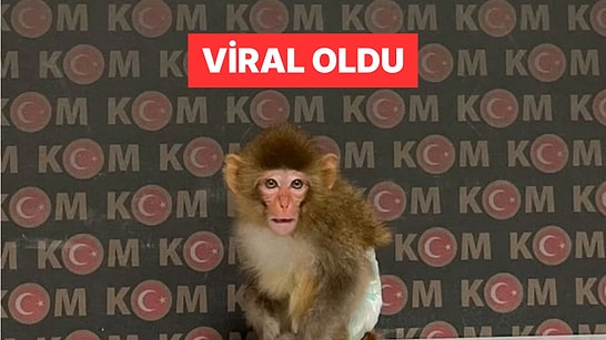 Afyonkarahisar'da Baskında Yakalanan Maymun Sosyal Medyanın Gündeminde