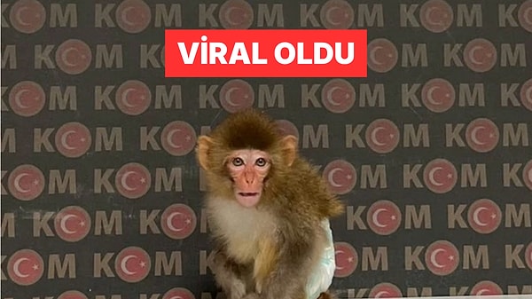 Afyonkarahisar'da Baskında Yakalanan Maymun Sosyal Medyanın Gündeminde