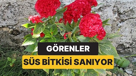 Görenler Süs Bitkisi Sanıyor: Tek Tek Elle Toplanan Bu Çiçek Yemeklere Kırmızı Rengini Veriyor