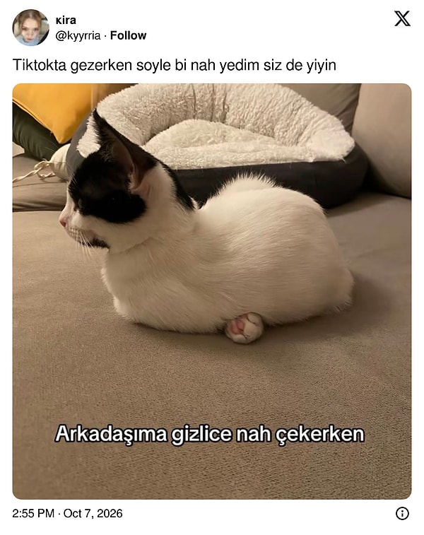 TikTok'ta gezerken yenen "nah" herkese tavsiye edildi