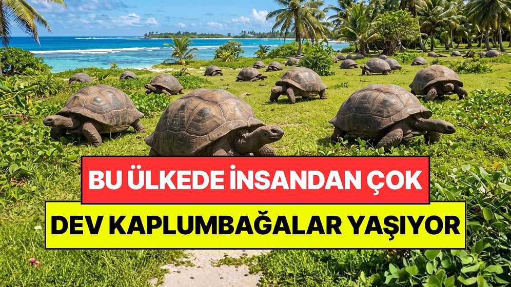 Sayıları İnsanları Geçti: Bu Ülkede İnsanlardan Çok Kaplumbağa Yaşıyor