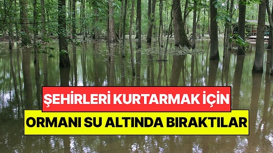 İnsanlığın Kaderini Öğrenmek İçin Koca Ormanı Su Altında Bıraktılar: Orman Göl Oldu