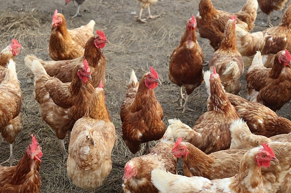 Tavuğun derisindeki sarılık yemdeki pigmentlerden geliyor