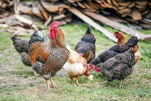 Aynı yemi yiyen iki tavuktan biri sarı, diğeri beyaz kalabiliyor