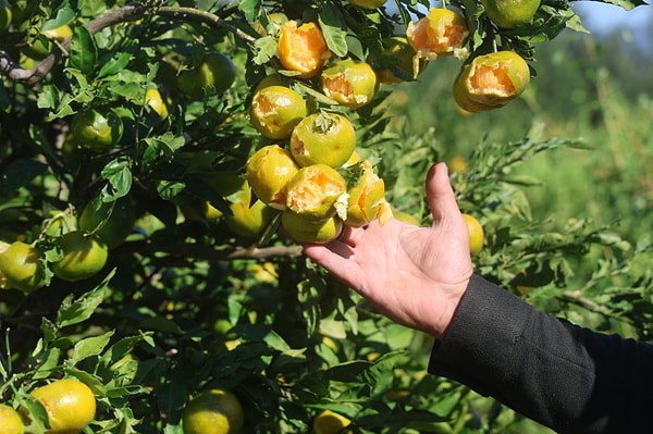 Aynı ilçede günler önce 25 dönümlük bir mandalina bahçesi de dolunun hedefi olmuştu.