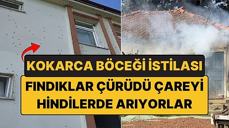Kokarca Böceği İstilası: İlaç Yetmedi, Çareyi Hindi ve Tavuklarda Arıyorlar