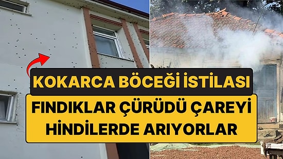 Kokarca Böceği İstilası: İlaç Yetmedi, Çareyi Hindi ve Tavuklarda Arıyorlar
