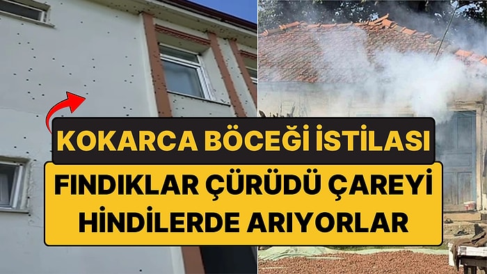 Kokarca Böceği İstilası: İlaç Yetmedi, Çareyi Hindi ve Tavuklarda Arıyorlar