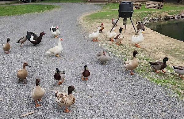 Deneme, Minnesota'daki Good Courage Farm'da yapıldı.