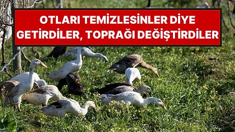 Üzüm Bağına 40 Ördek Bıraktılar: 3 Yıl Sonra Ortaya Çıkan Sonuç Şaşırttı