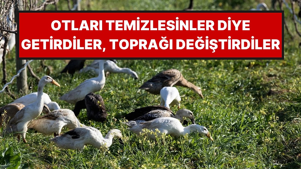 Üzüm Bağına 40 Ördek Bıraktılar: 3 Yıl Sonra Ortaya Çıkan Sonuç Şaşırttı