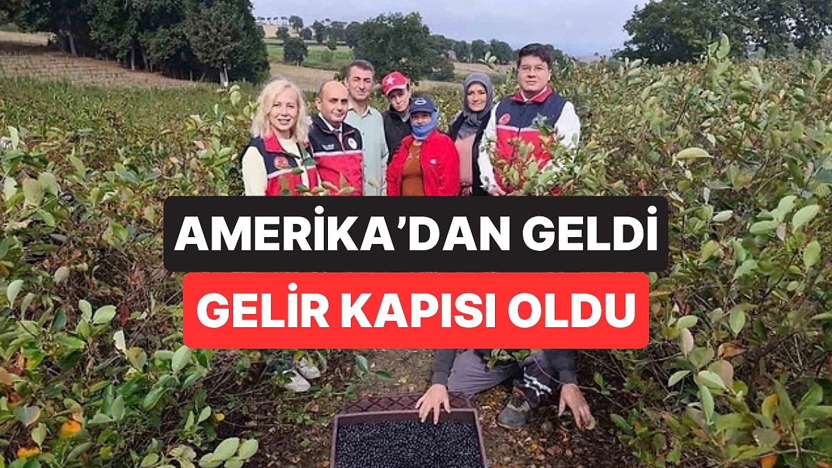 Kuzey Amerika'dan Geldi Balıkesir'e Yerleşti: 'Süper Meyve' Köylünün Yeni Gelir Kapısı Oldu