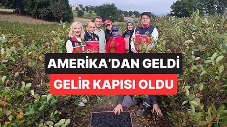 Kuzey Amerika'dan Geldi Balıkesir'e Yerleşti: 'Süper Meyve' Köylünün Yeni Gelir Kapısı Oldu