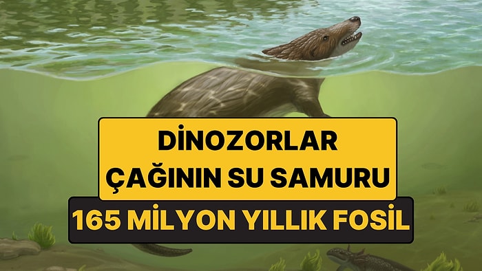 165 Milyon Yıl Önce Suda Avlanıyordu: Dinozorlar Çağının Tuhaf Memelisi