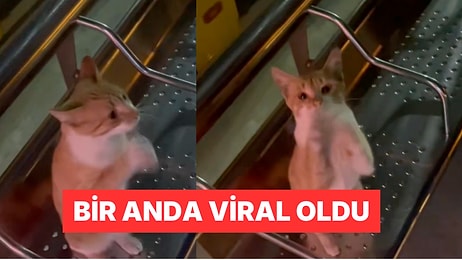 İstanbul'da İlgi Görmeyen Kedinin Yeniden Sevilmek İçin Yaptıkları Kullanıcıları Duygulandırdı