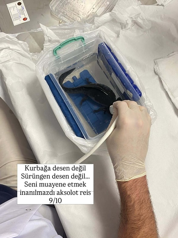 Ultrasonla muayene edilen aksolota 9 puan