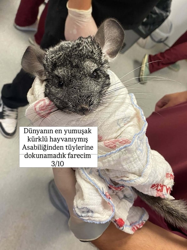 Şinşilyanın yumuşak tüyüne dokunulamadı, puan 3'te kaldı