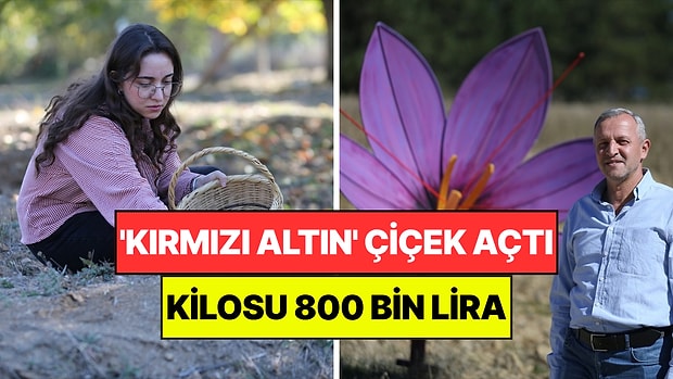 Kilosu 800 Bin Liradan Satılan 'Kırmızı Altın' Çiçek Açtı: İlk Günde 15 Tanesi Görüldü