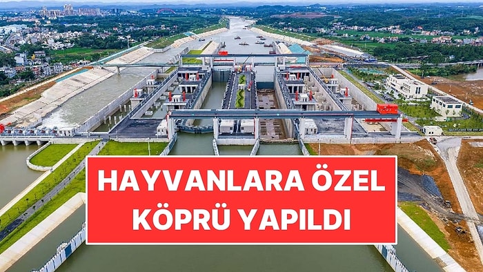 134 Kilometrelik Kanal Açıldı: Köprülerinden Birinden Sadece Hayvanlar Geçiyor