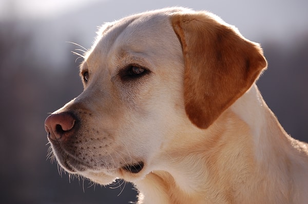 Köpeklere ve insanlara kelime sınırı belli olmayan anlamsız ses kayıtları dinletildi