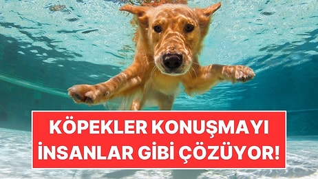 Sadece İnsana Özgü Sanılıyordu: Köpekler de Konuşmayı Ünsüzlerle Ayırıyor