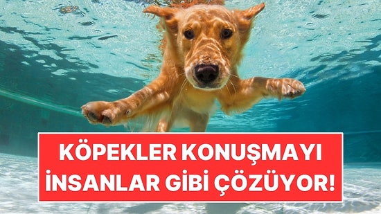 Sadece İnsana Özgü Sanılıyordu: Köpekler de Konuşmayı Ünsüzlerle Ayırıyor