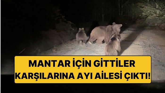 Mantar Toplamaya Gittiler, Karşılarına Ayı Ailesi Çıktı! O Anlar Kameraya Yansıdı