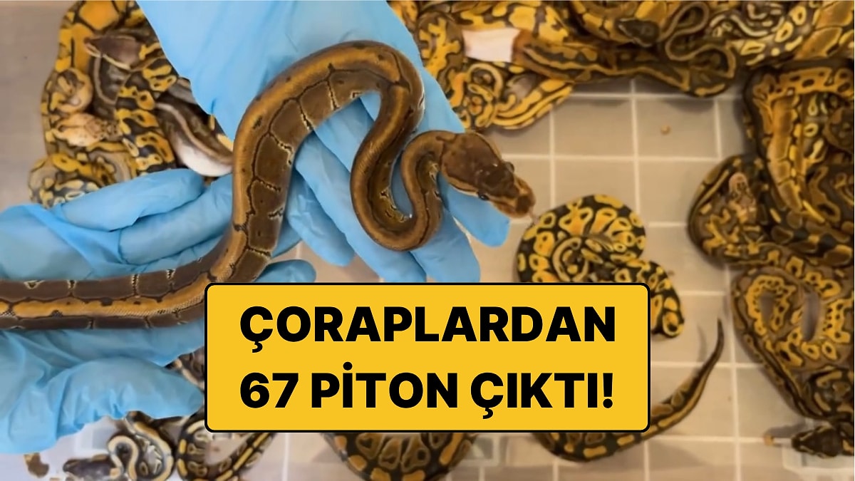 Çorapların İçinden 67 Canlı Piton Çıktı: 948 Bin Lira Ceza Kesildi