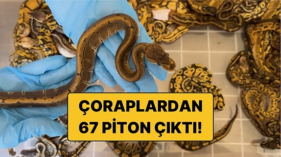 Çorapların İçinden 67 Canlı Piton Çıktı: 948 Bin Lira Ceza Kesildi