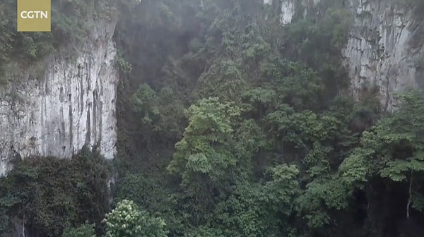 Dinozorlar Çağından Kalma Bitkilerin Sığınağı