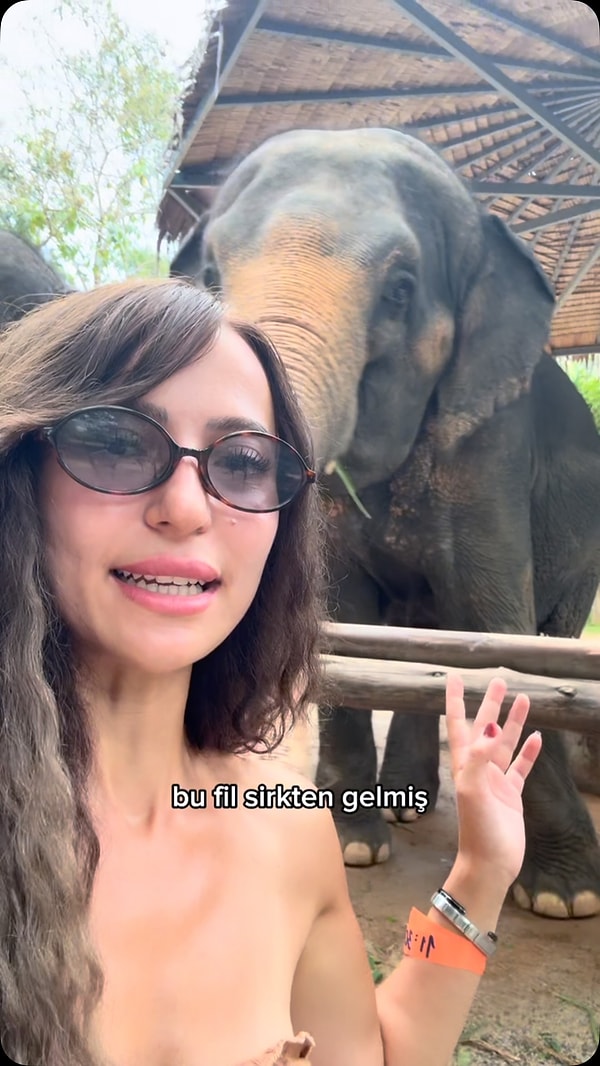 Tayland'da filler kereste ormanından turizme nasıl geçti?