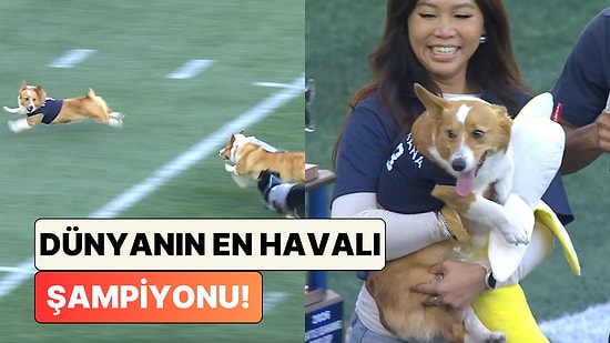ABD'deki Köpek Koşu Yarışını Kazanan Patili Rakiplerine Attığı Bakışlarla Güldürdü