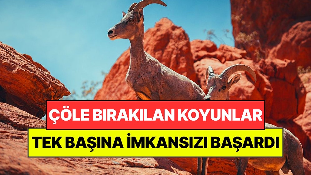 Çölün Ortasına 15 Koyun Bıraktılar: 35 Yıl Sonra İmkansız Gerçekleşti