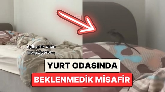 Yurtta Kalan Bir Öğrenci Yatağında Gezinen Fareyi Paylaştı: "Oda Artık Onun Biz Gidiyoruz"